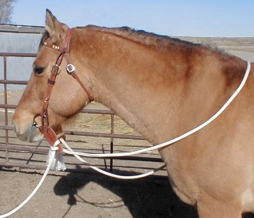 http://www.handcraftedjewls.com/Pictures/Bridle%20and%20Mecate%20Rooster.jpg